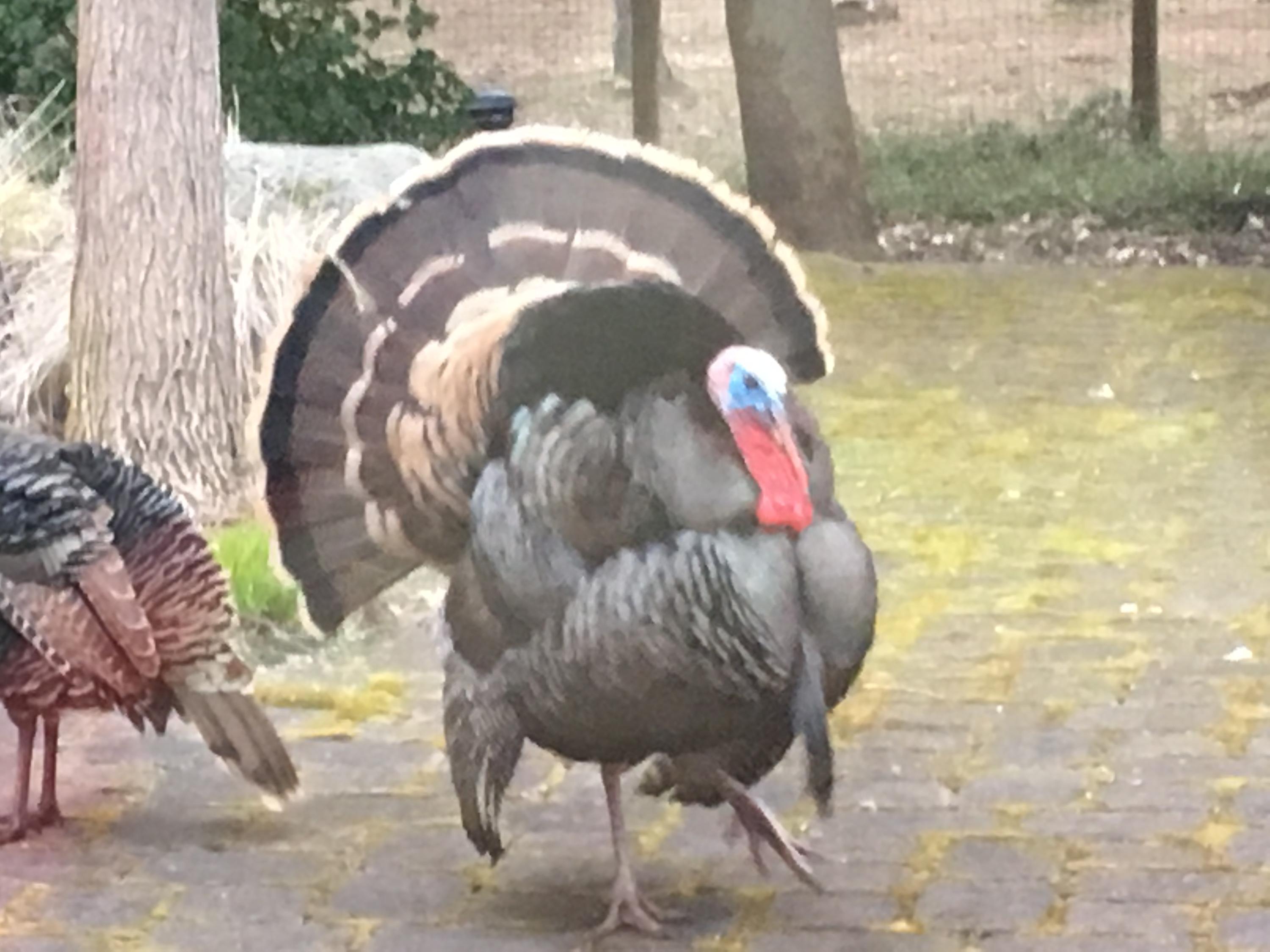 243 Cedar Flat Road Williams, OR 97544 - Photo 56 of 58 Turkeys