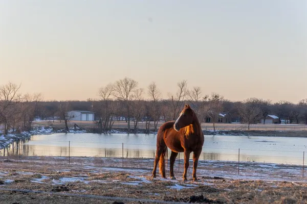 a view of a lake with a yard and large trees