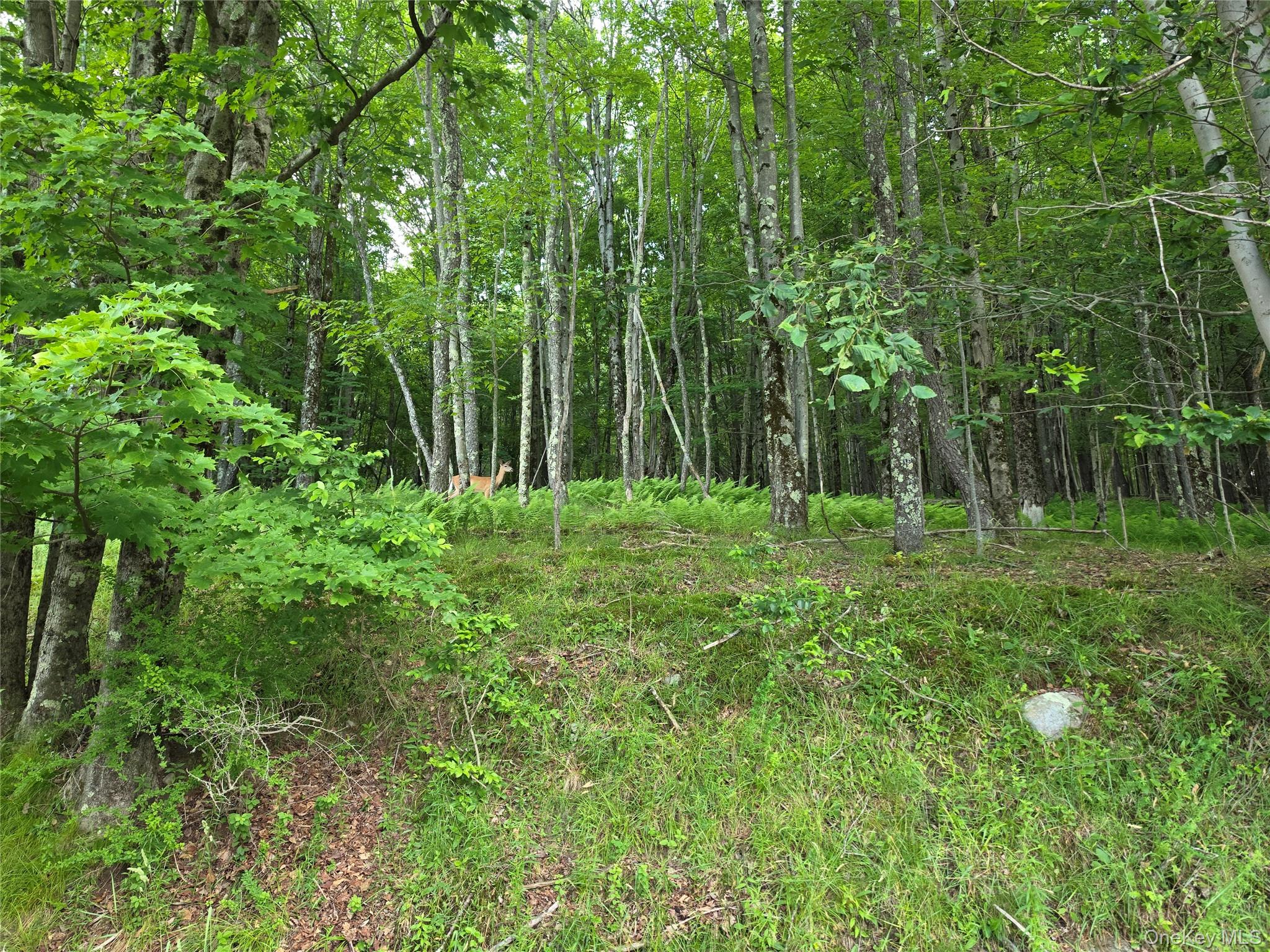 Tbd Timberwolf Road West Liberty, NY 12754 - Photo 13 of 27 Gallery Image 13