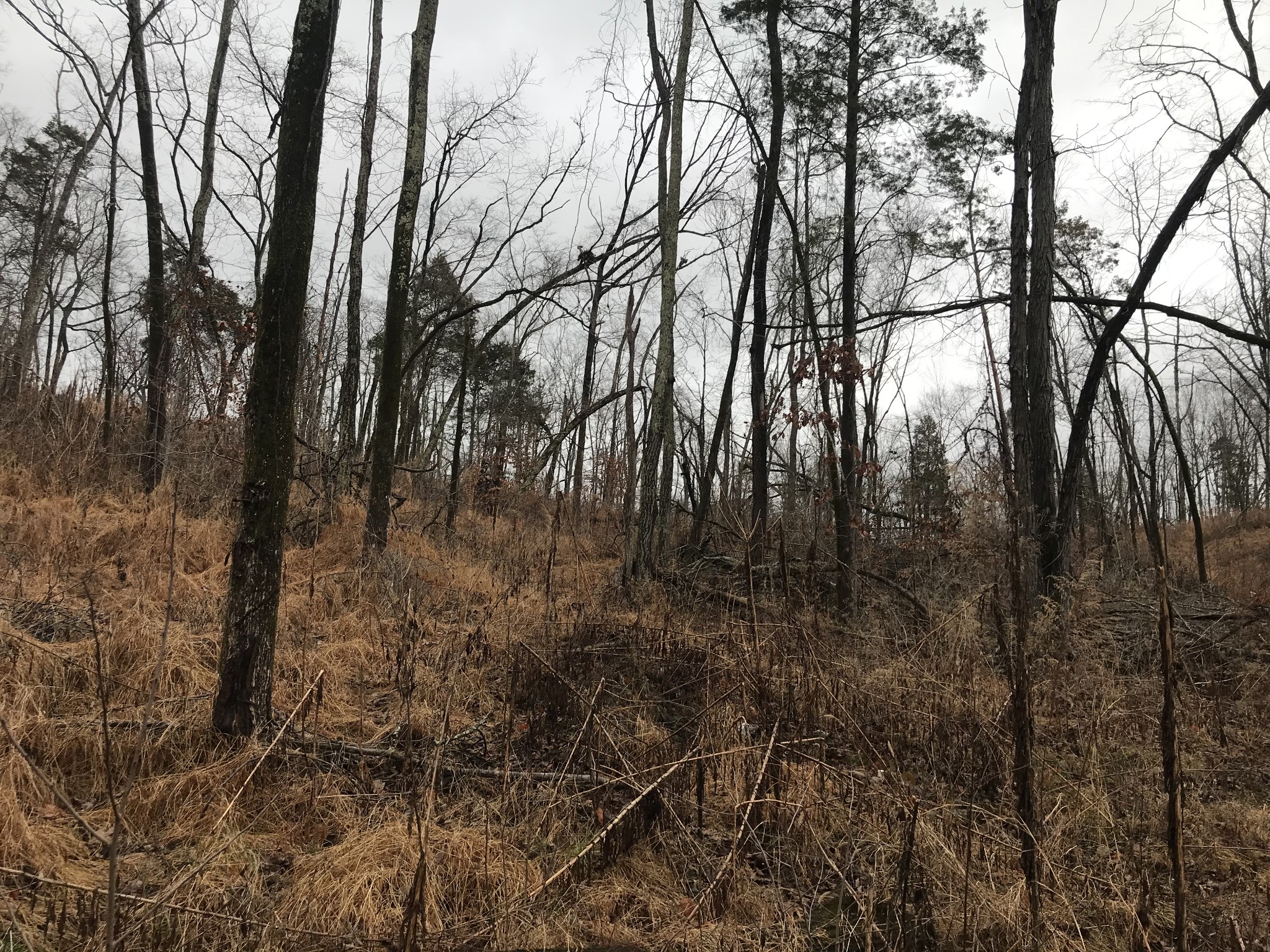 2 Alf Harris Road Prospect, TN 38477 - Photo 4 of 10 a view of forest