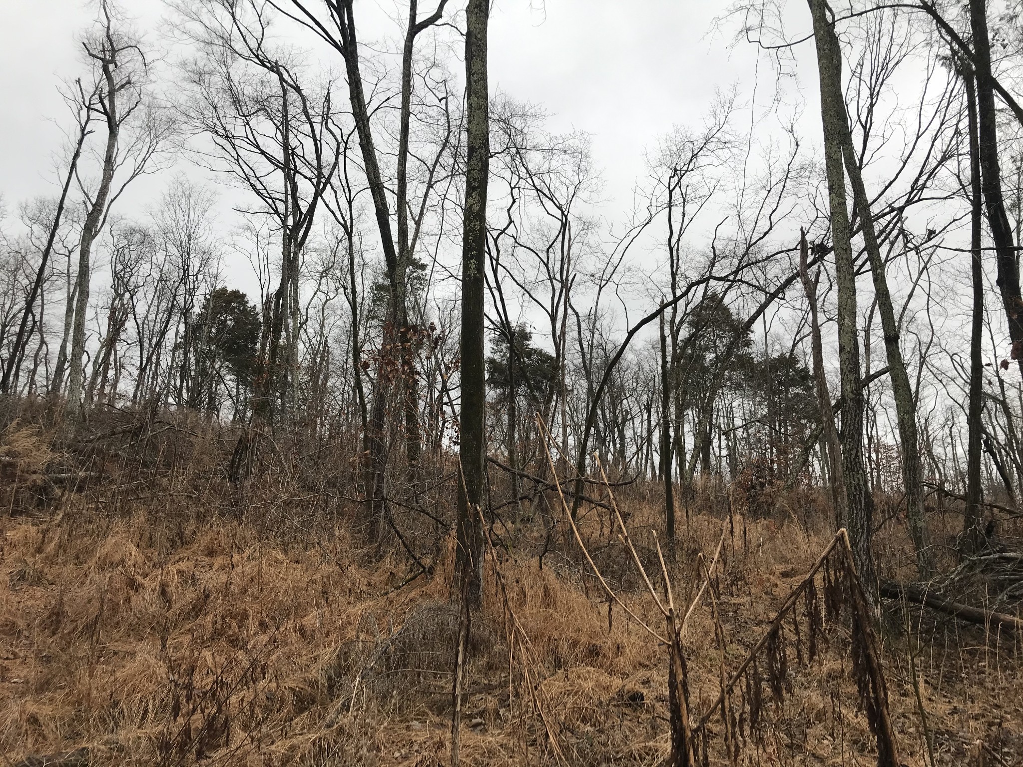 2 Alf Harris Road Prospect, TN 38477 - Photo 5 of 10 a view of a forest with lots of trees
