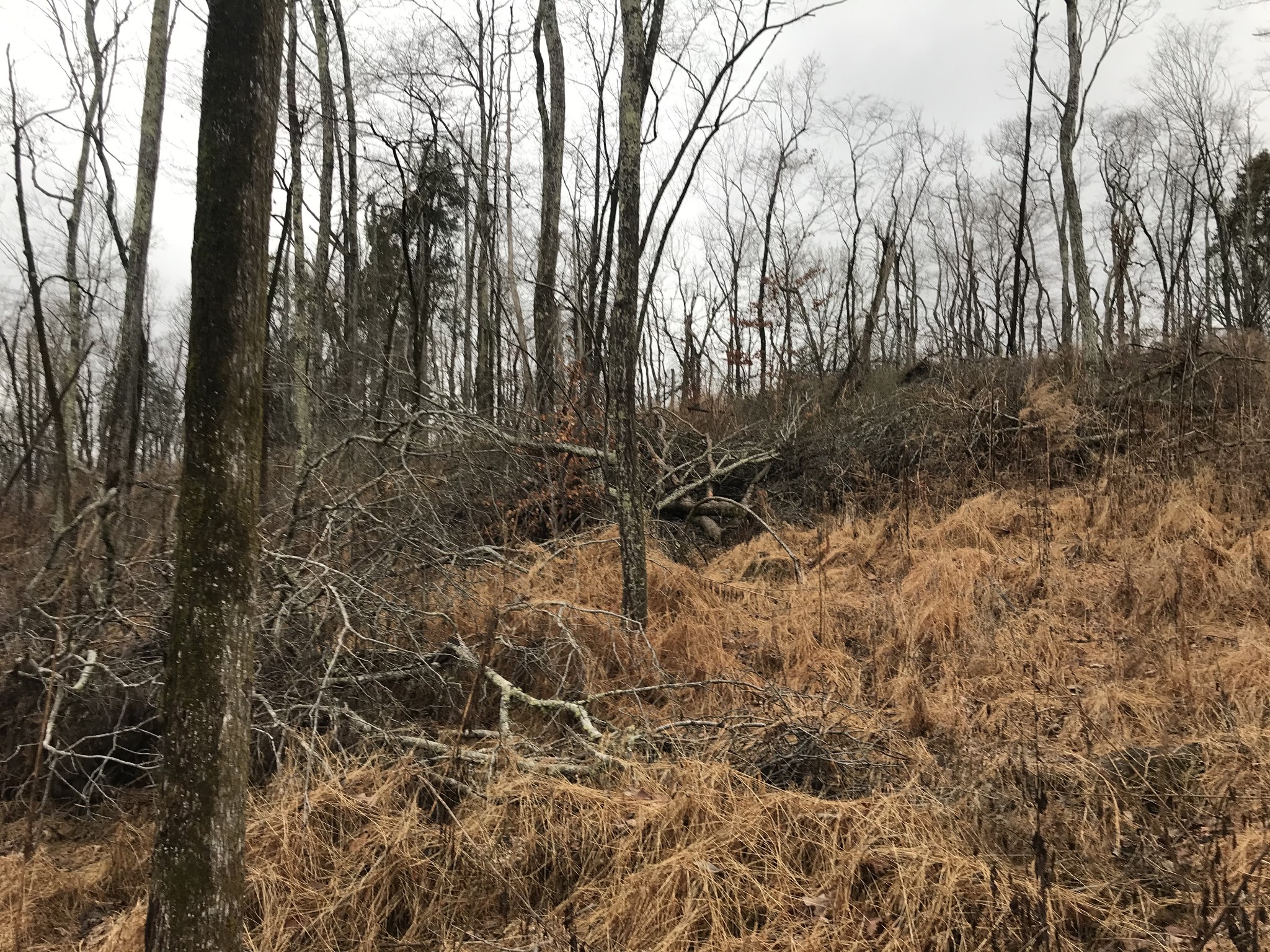 2 Alf Harris Road Prospect, TN 38477 - Photo 6 of 10 a view of a yard with trees
