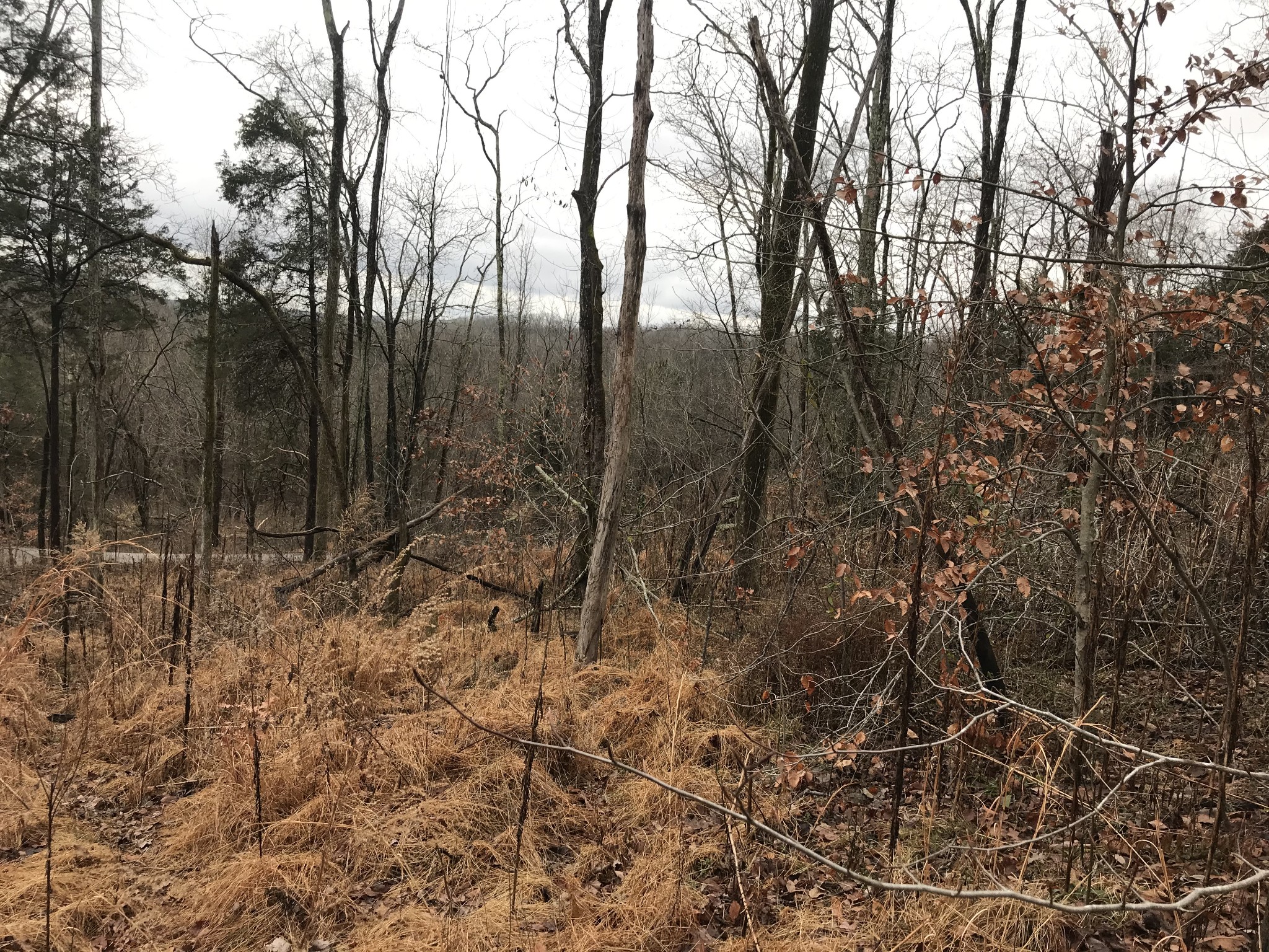 2 Alf Harris Road Prospect, TN 38477 - Photo 8 of 10 a view of forest