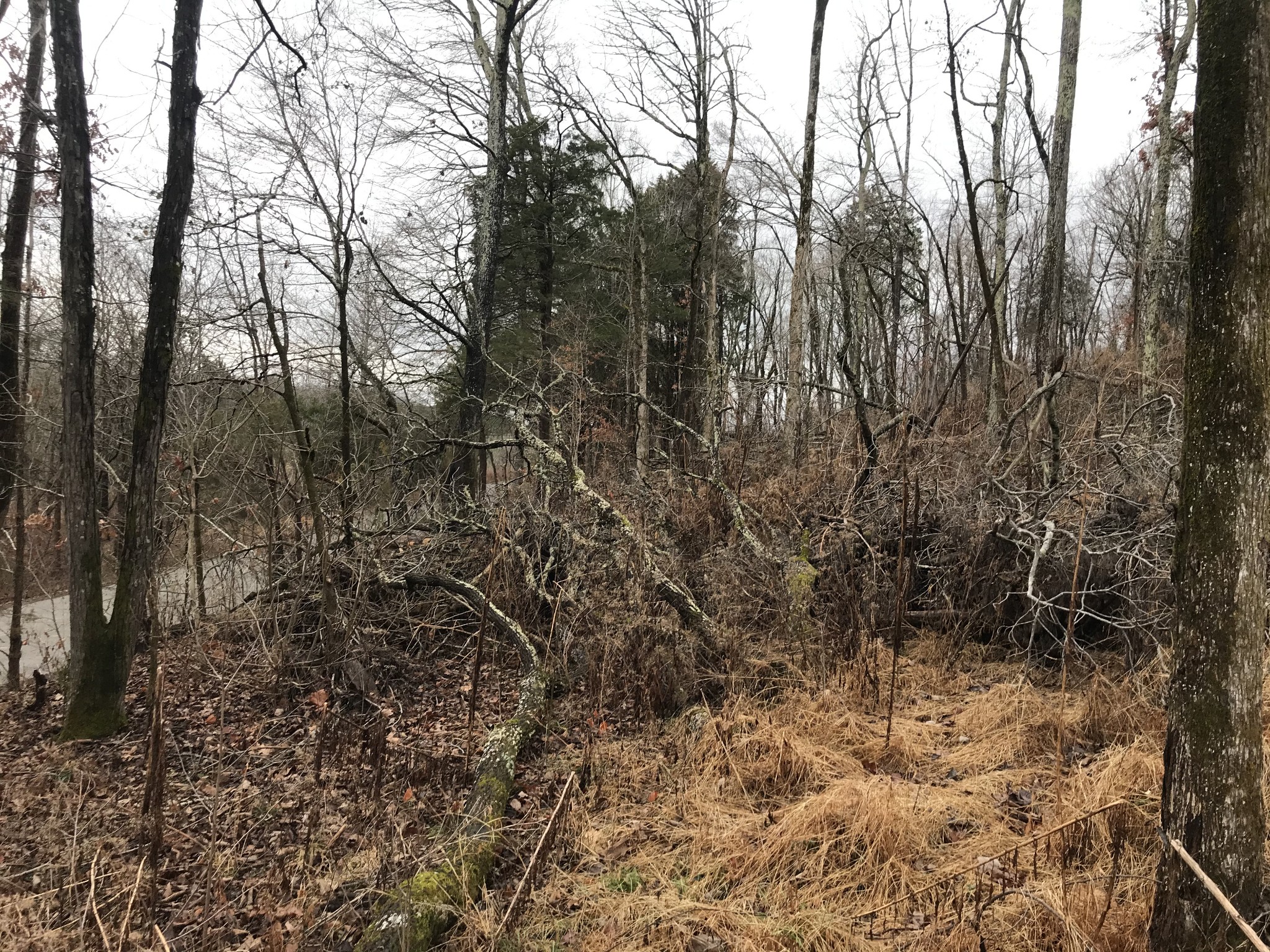 2 Alf Harris Road Prospect, TN 38477 - Photo 9 of 10 a view of forest