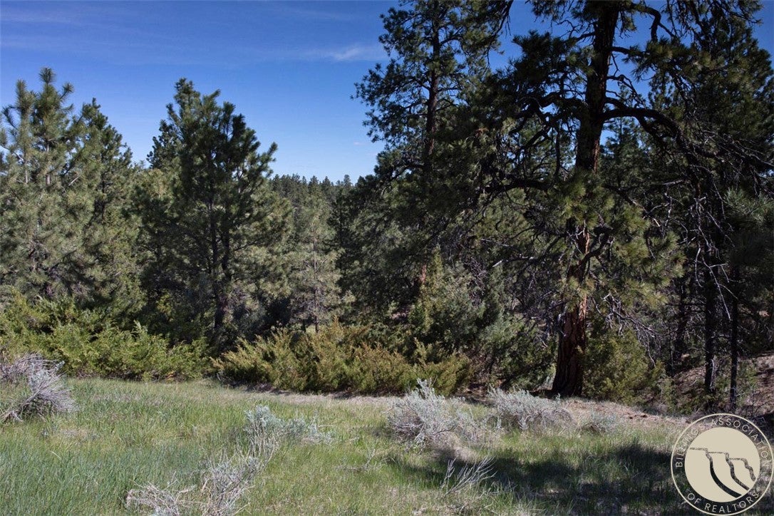 Lot 2 Shane Ridge Road Columbus, MT 59019 - Photo 5 of 20 Towering mature pines and native landscape create a stunning park-like setting filled with privacy and natural beauty. This peaceful wooded area offers a true Montana retreat feel with abundant wildlife, gentle terrain, and endless opportunities to enjoy the outdoors right from your future homesite.