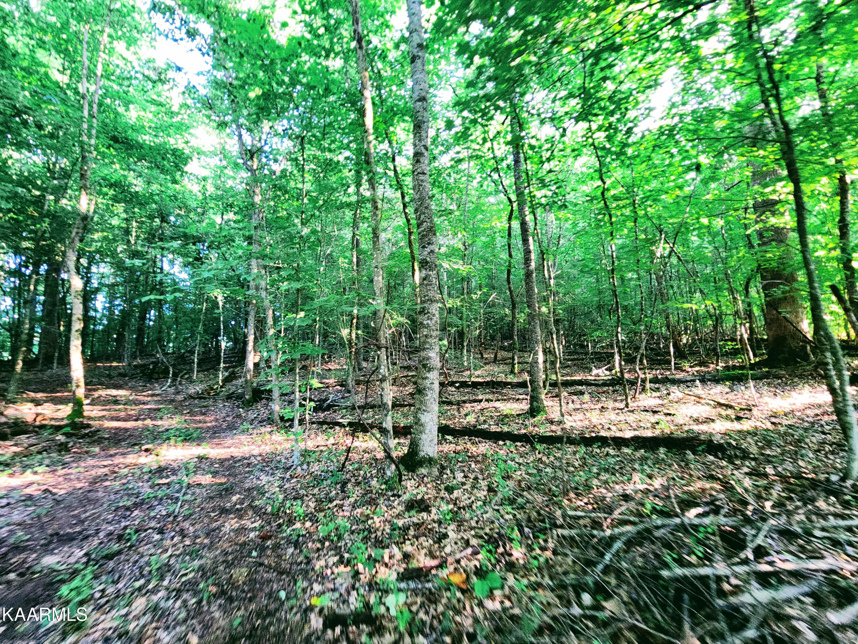 424 Poplar Springs Road Kingston, TN 37763 - Photo 13 of 59 Woods