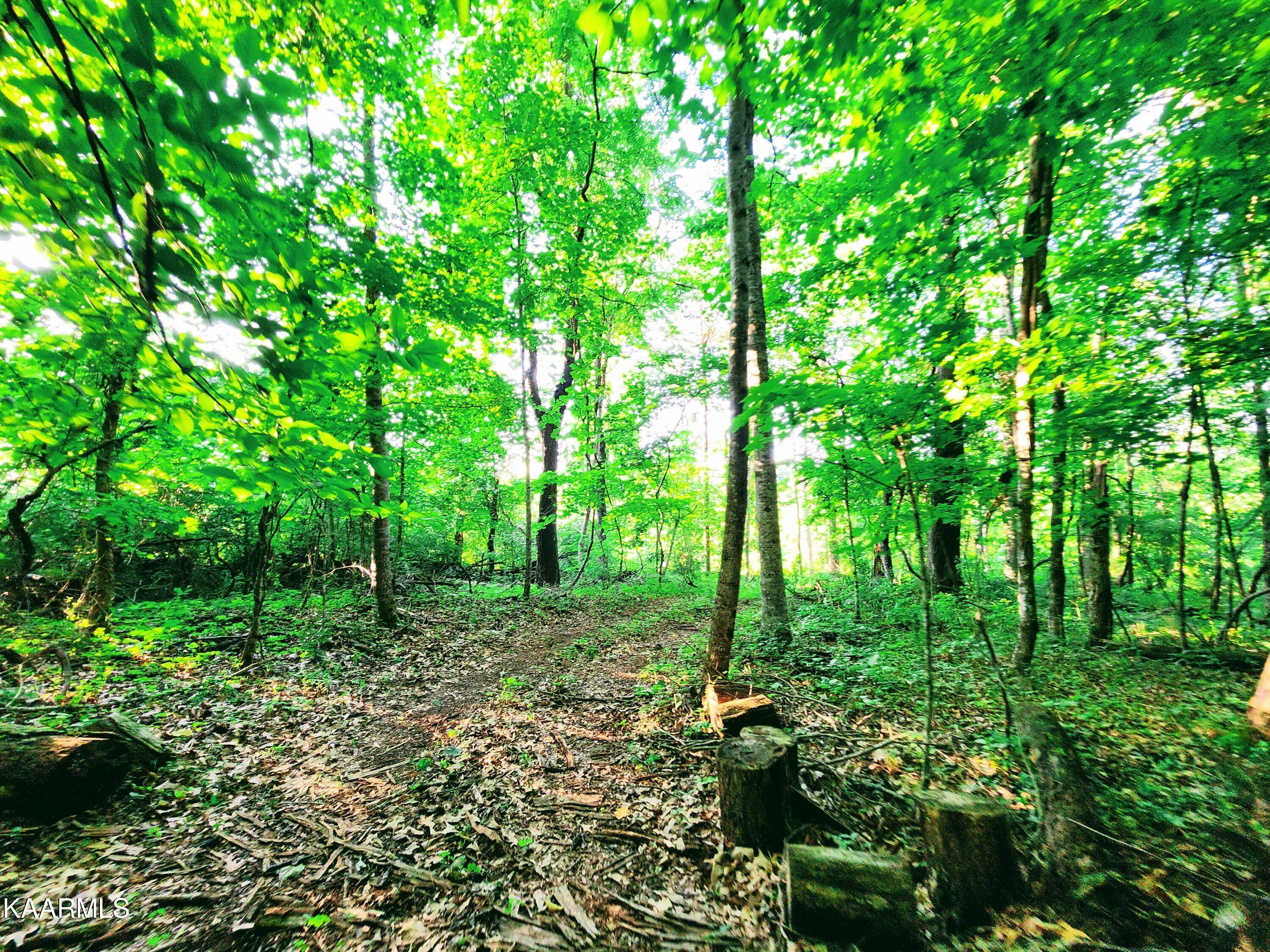 424 Poplar Springs Road Kingston, TN 37763 - Photo 14 of 59 Woods