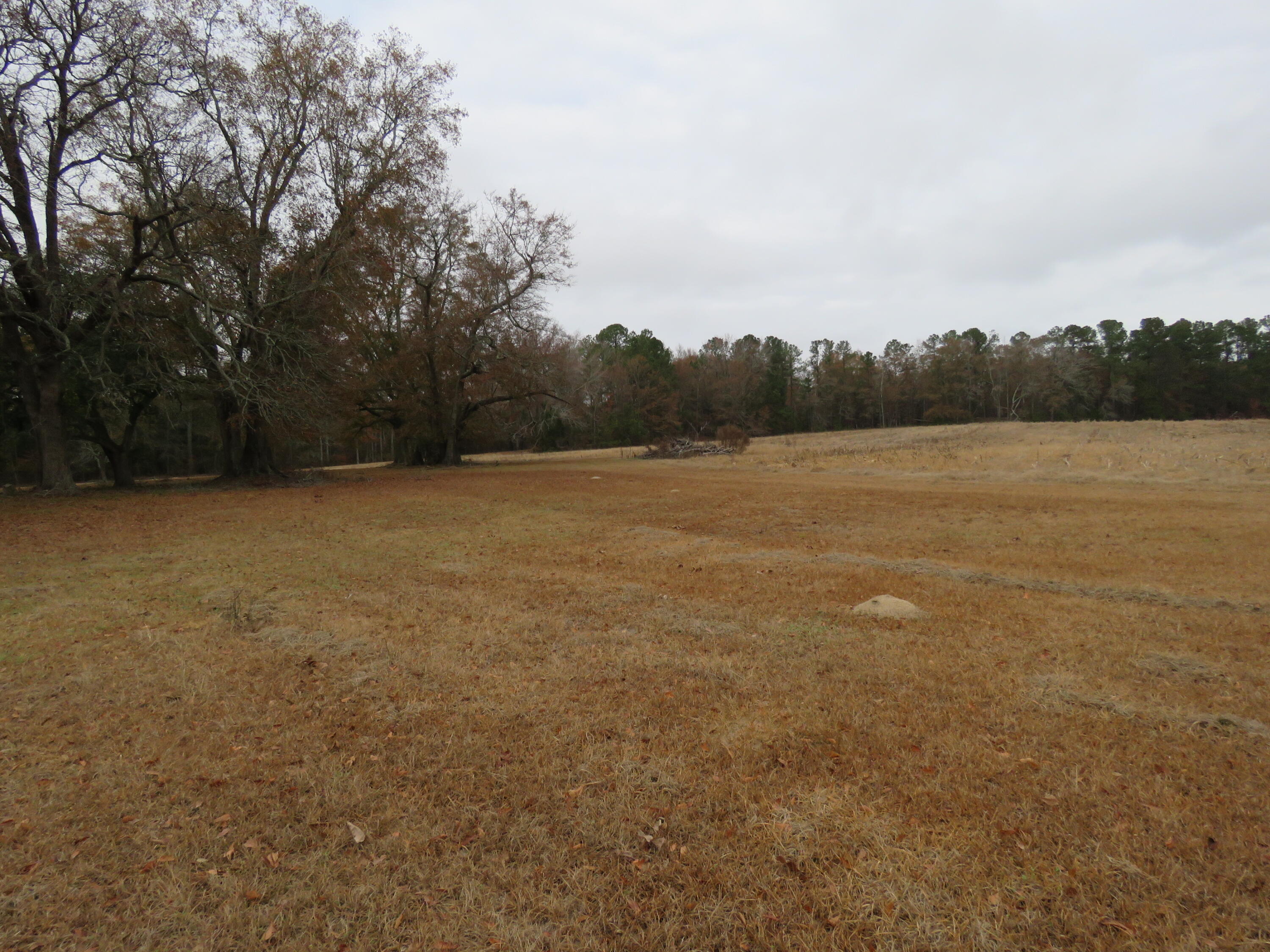 695 Hartzog Road Barnwell, SC 29812 - Photo 8 of 21 IMG_9620