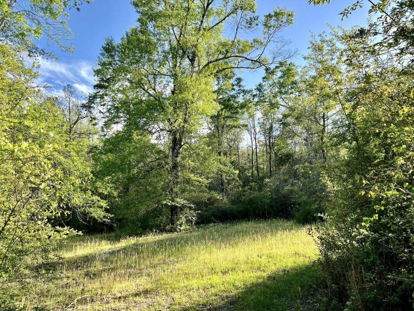 0 James Stacy Lane Stapleton, AL 36578 - Photo 3 of 13