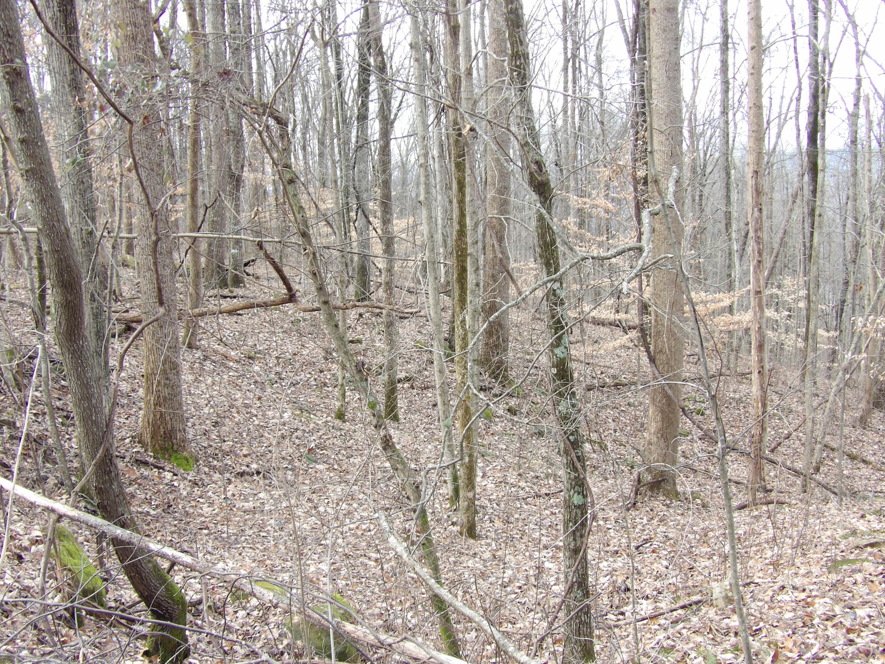 95 Cherokee Ridge Road, Unit 95 Pikeville, TN 37367 - Photo 2 of 5 100_5167