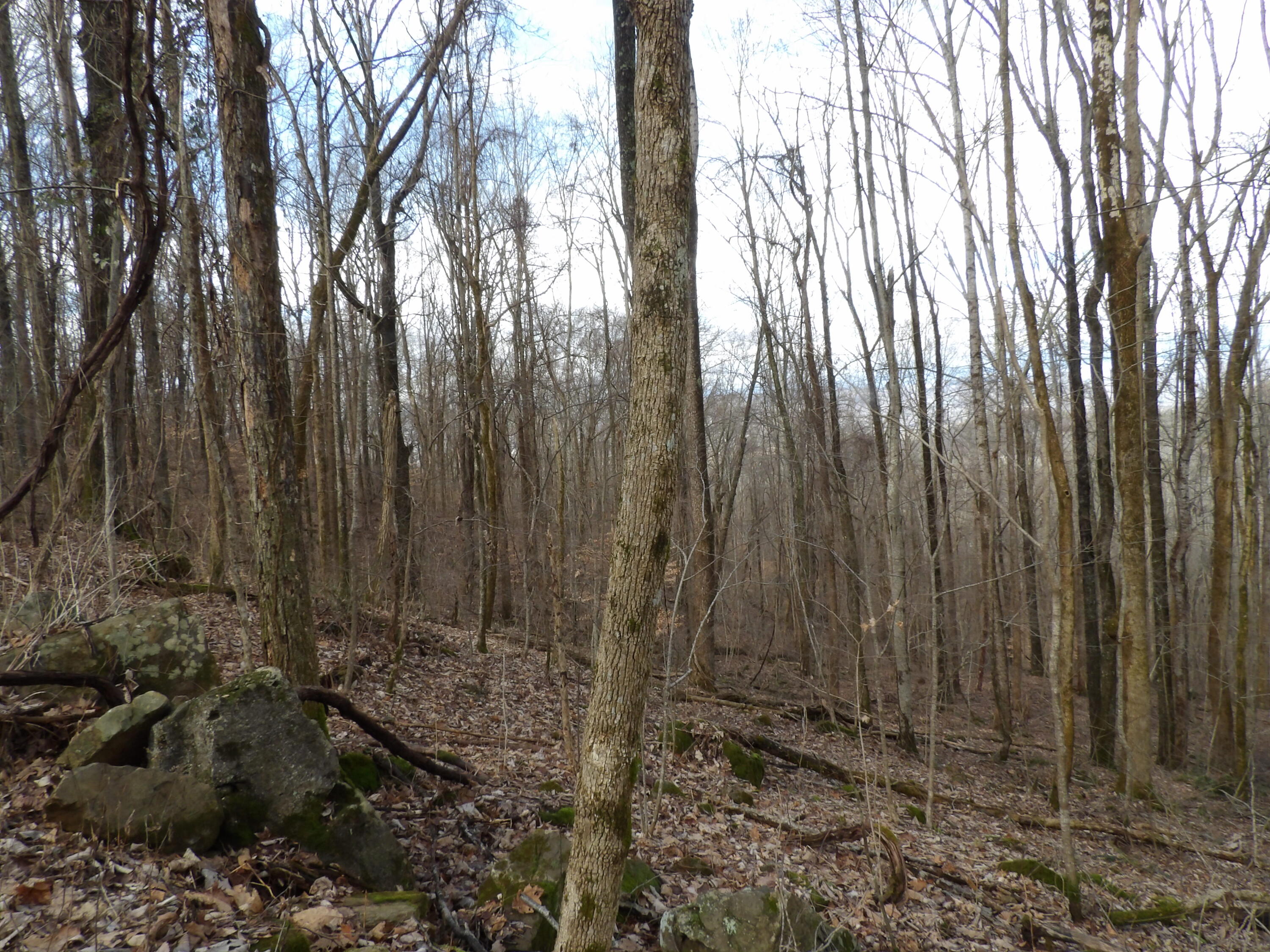 95 Cherokee Ridge Road, Unit 95 Pikeville, TN 37367 - Photo 5 of 5 100_5147
