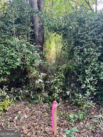 a view of a forest with trees in the background