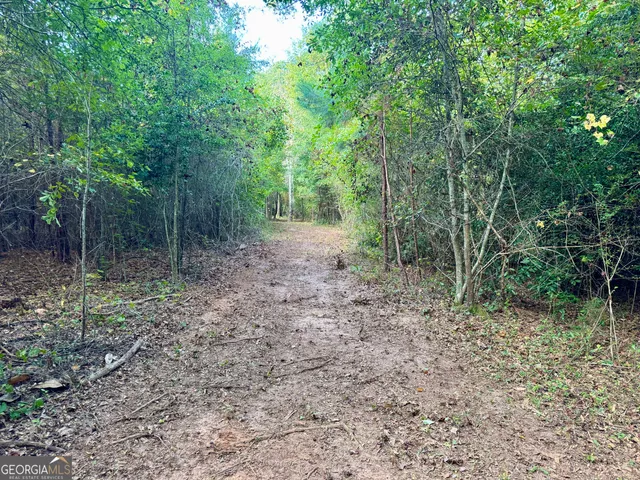 a view of a forest that has large trees