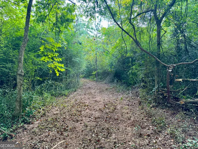a view of a forest with trees in the background