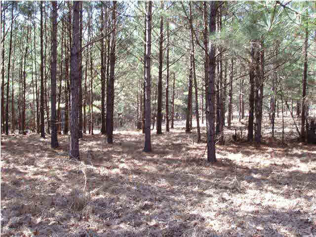 0 Duke Road Utica, MS 39175 - Photo 1 of 1 Photo 1