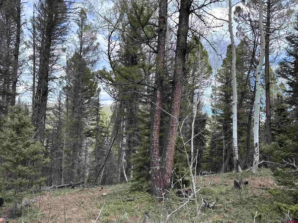 a view of a forest filled with trees