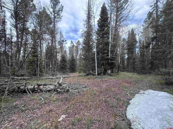 a view of a backyard with trees