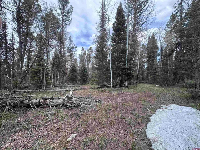 a view of a backyard with trees