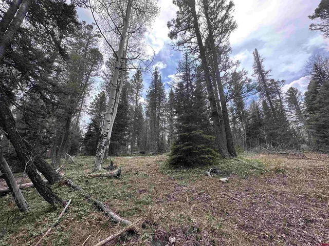 a view of a forest filled with trees