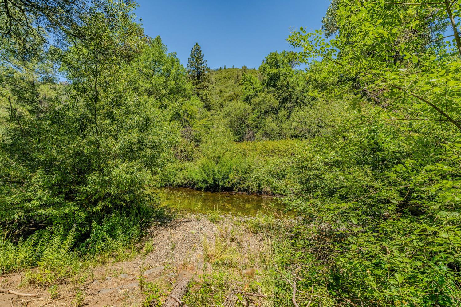 16000 Sutter Creek Road Sutter Creek, CA 95685 - Photo 55 of 80 a view of a yard with a tree