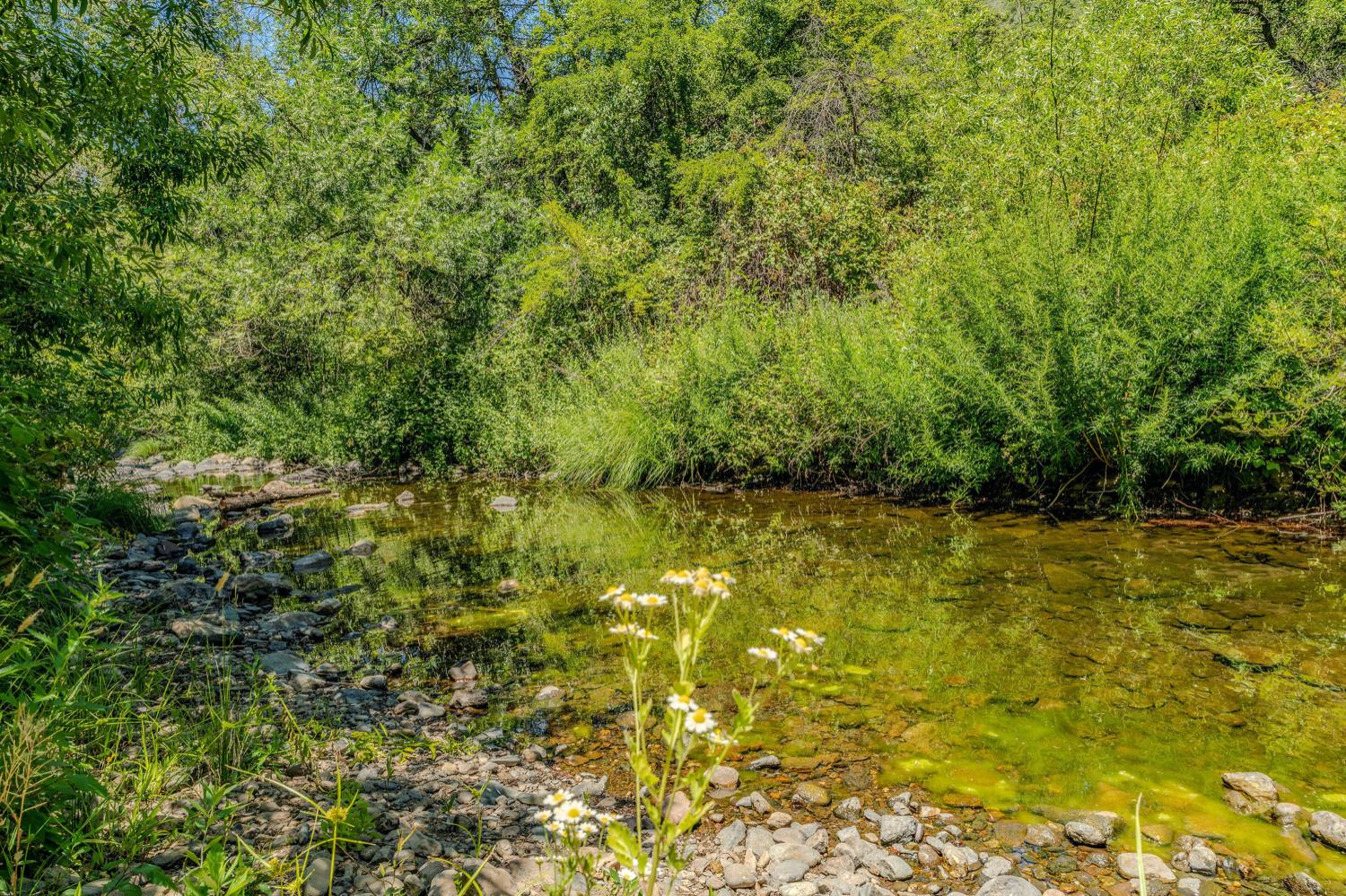 16000 Sutter Creek Road Sutter Creek, CA 95685 - Photo 61 of 80 a view of a yard with a tree