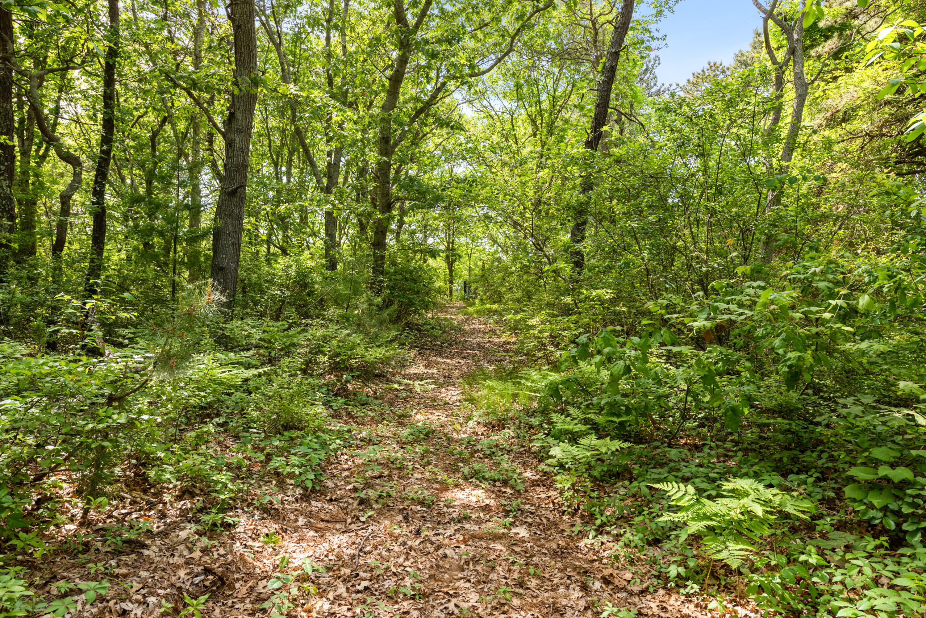 305 Monomoscoy Road Mashpee, MA 02649 - Photo 34 of 49 a view of a lush green forest
