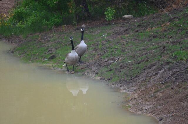 138 Draper Valley Road Selma, OR 97538 - Photo 40 of 42 geese