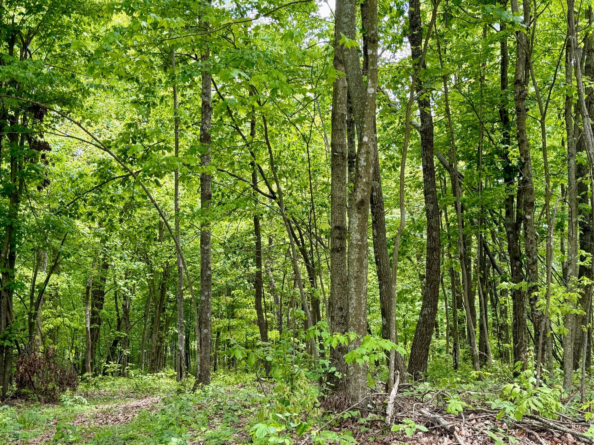 100 A Open Fork Road Morehead, KY 40351 - Photo 29 of 75 Trees