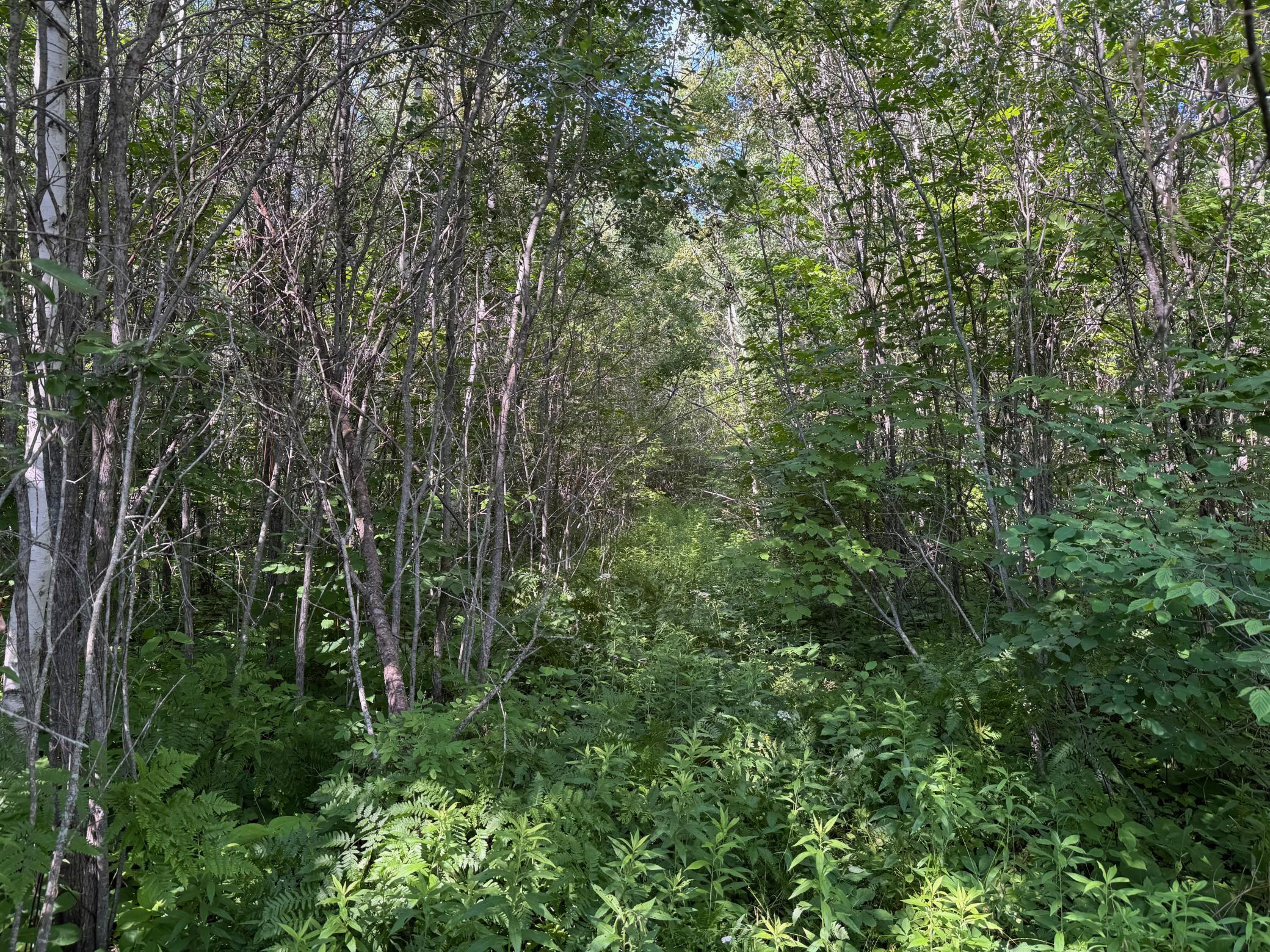 40 A Bridgie Road Northome, MN 56661 - Photo 5 of 7