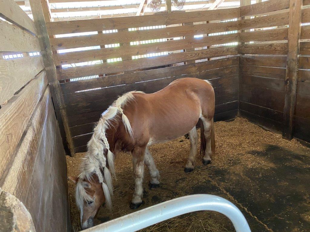 2141 B Road, Unit STUDIO 2 Loxahatchee Groves, FL 33470 - Photo 20 of 44 Nancys Barn 05