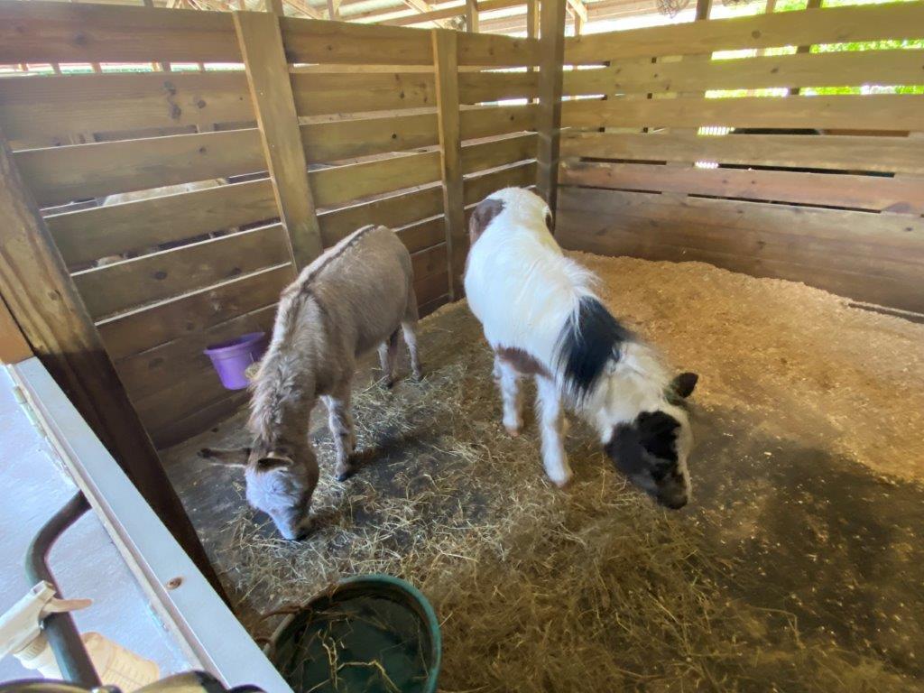 2141 B Road, Unit STUDIO 2 Loxahatchee Groves, FL 33470 - Photo 21 of 44 Nancy's Barn 06