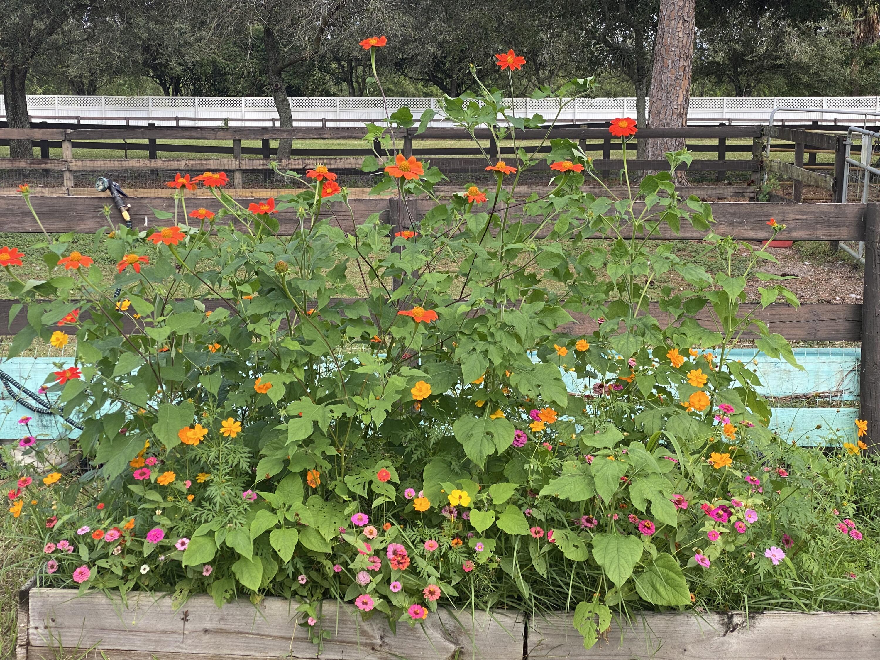 2141 B Road, Unit STUDIO 2 Loxahatchee Groves, FL 33470 - Photo 44 of 44 Nancys Farm 09a