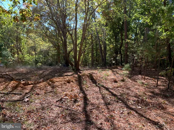 a view of a forest with trees in the background