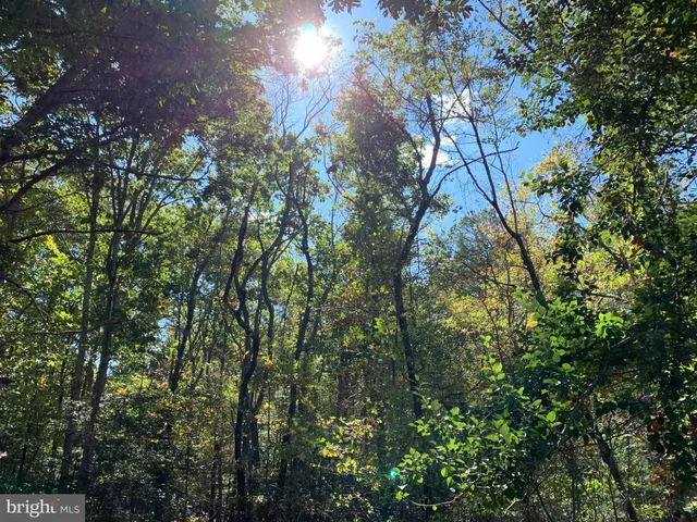 a view of a tree in a yard