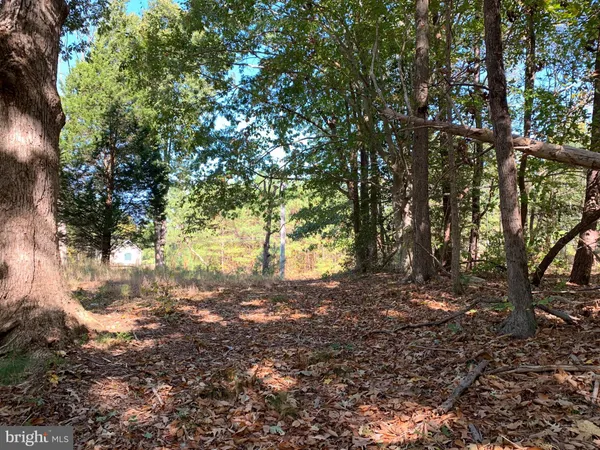 a view of forest