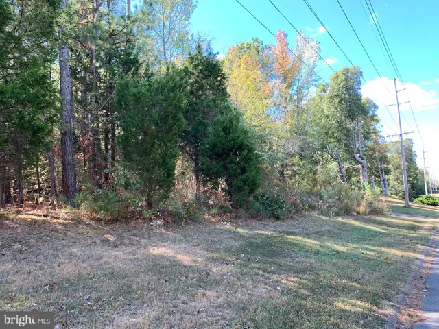 a view of a forest with trees