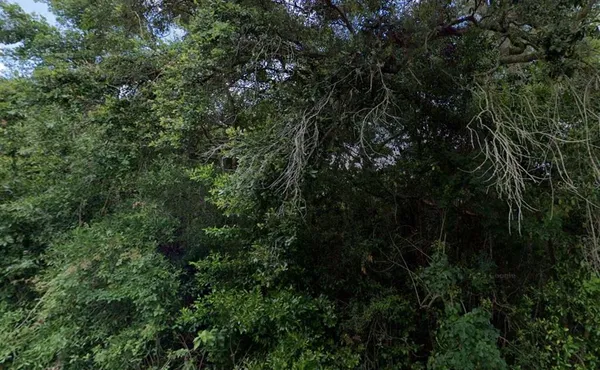 a view of a forest with a tree