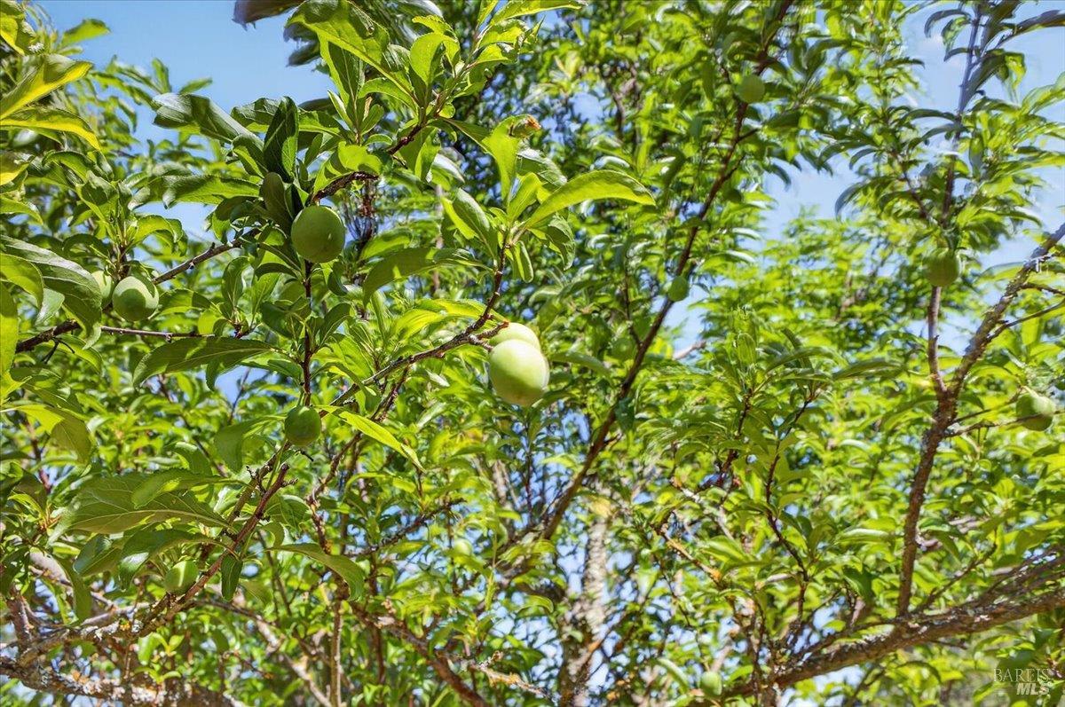 3477 Thorn Road Sebastopol, CA 95472 - Photo 27 of 53