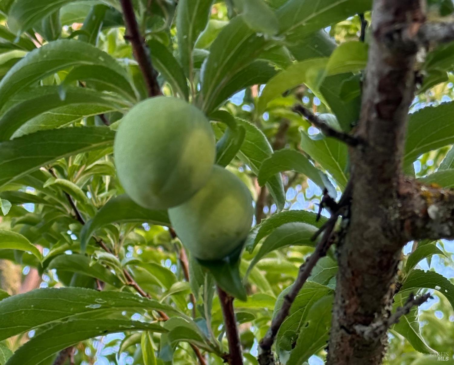 3477 Thorn Road Sebastopol, CA 95472 - Photo 46 of 53