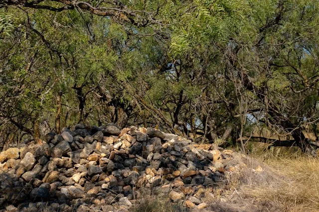 a view of a bunch of trees and bushes