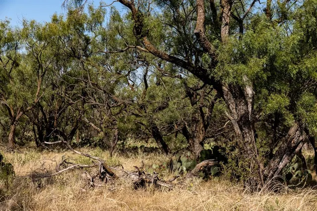 a view of a dry yard with trees in the background
