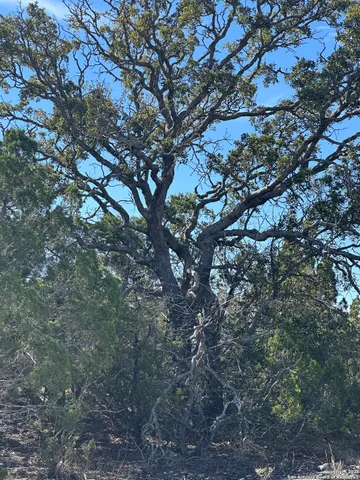 a view of a yard with a mountain