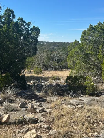 a view of a large tree