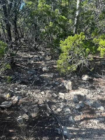 a view of a bunch of trees in a field