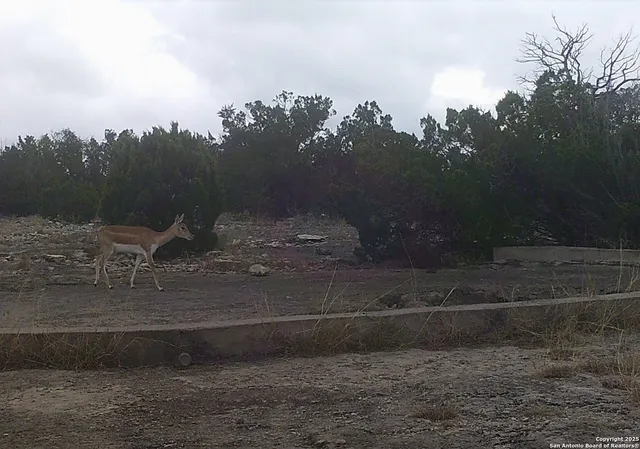 a view of a yard with wooden fence