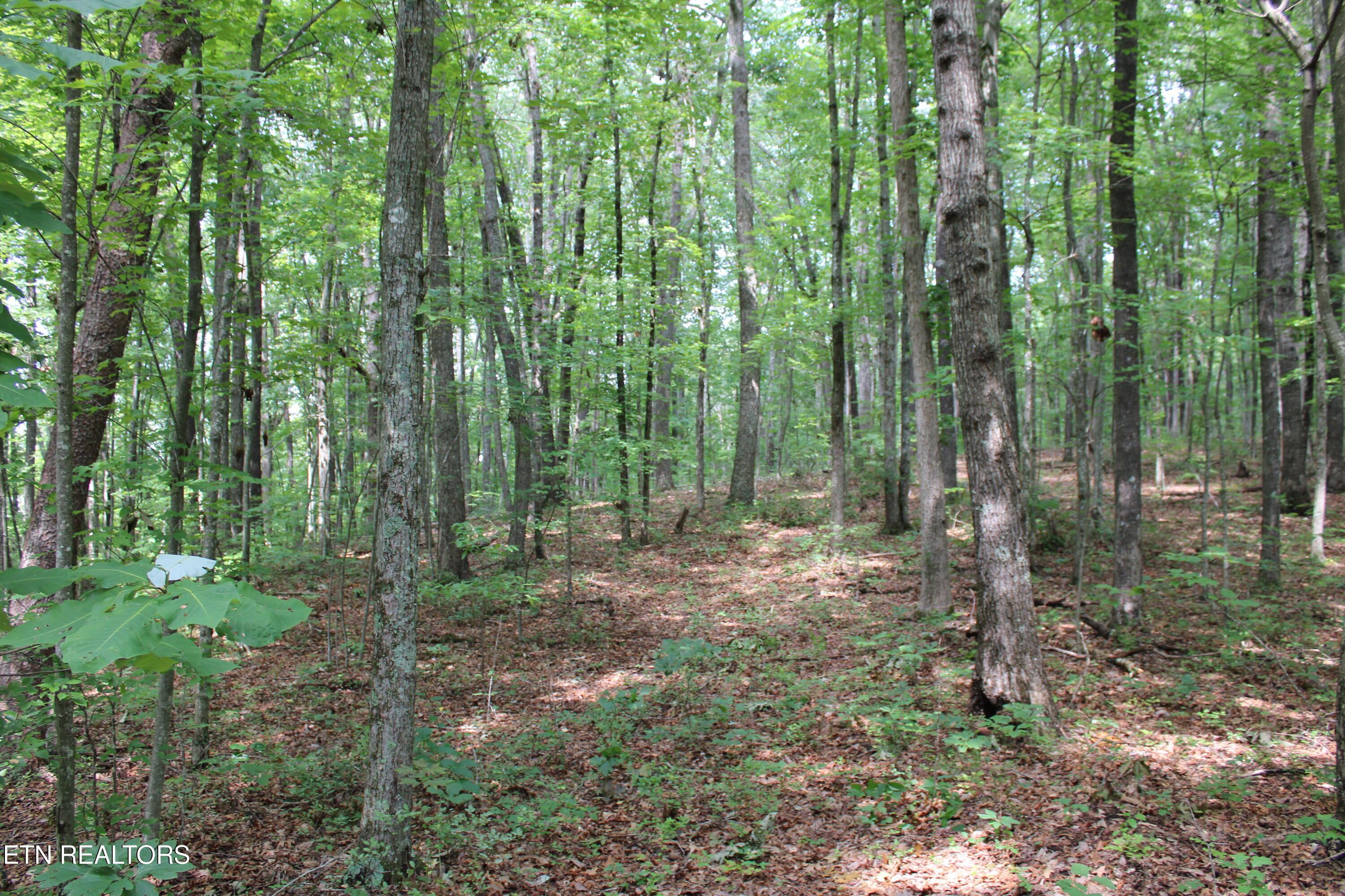 536 Ted Brooks Road Jamestown, TN 38556 - Photo 38 of 43 IMG_2102