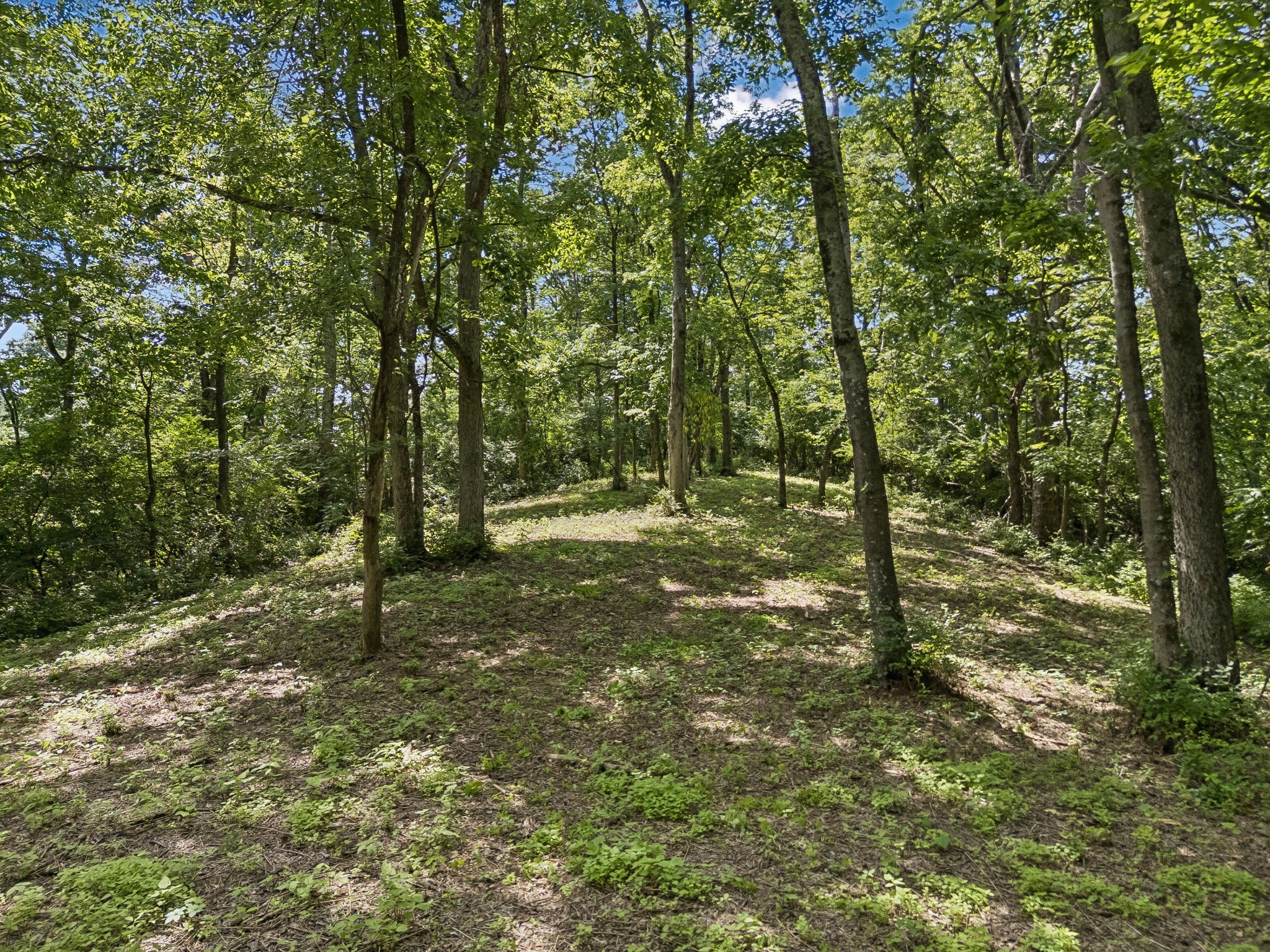2268 North Berrys Chapel Road Franklin, TN 37069 - Photo 11 of 16 a view of outdoor space and trees