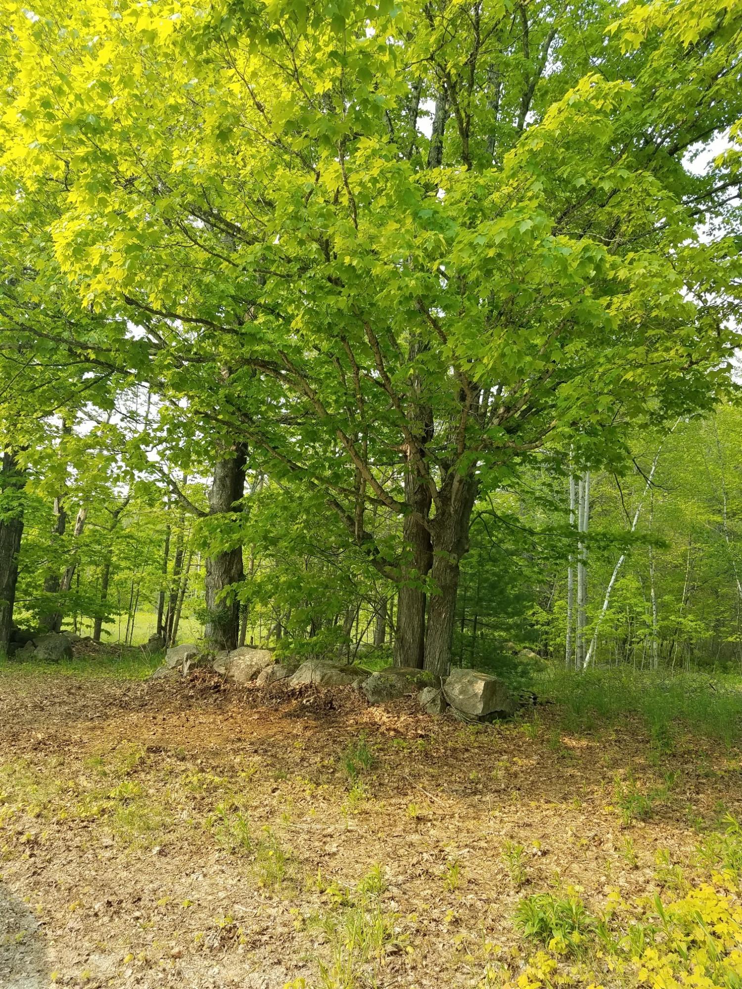 54 Old Elm Road Bridgton, ME 04009 - Photo 2 of 10 OLD ELM