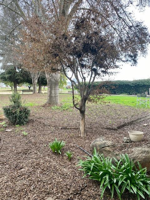 1398 North Elberta Road Exeter, CA 93221 - Photo 48 of 63 Elberta back1