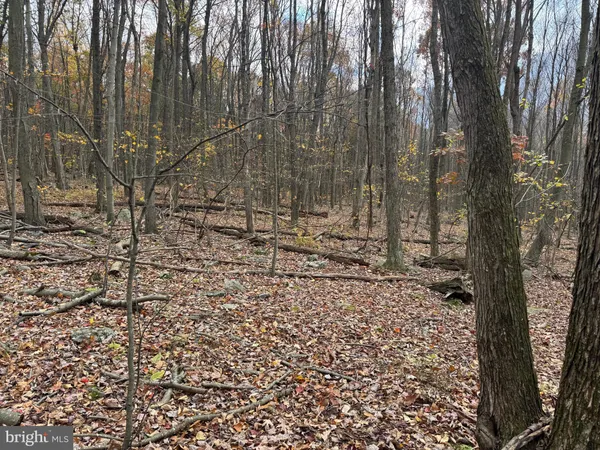 a view of a yard with trees in the background